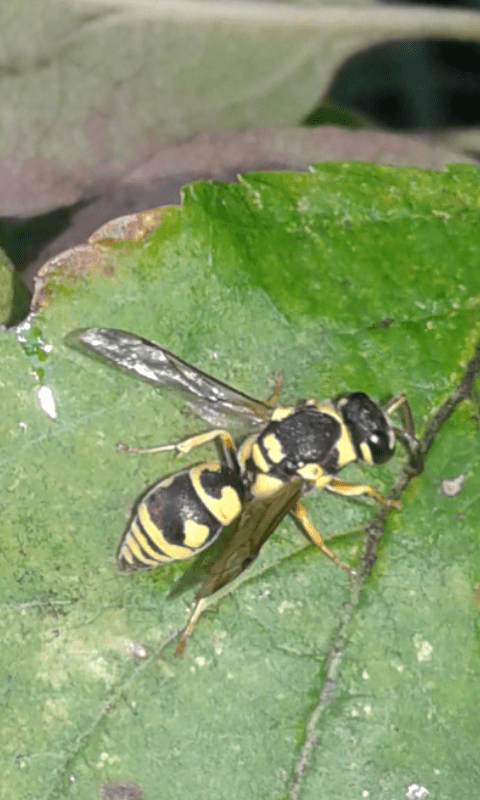 Vespidae Eumeninae : quale genere?